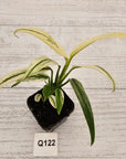 Epipremnum amplissimum variegata