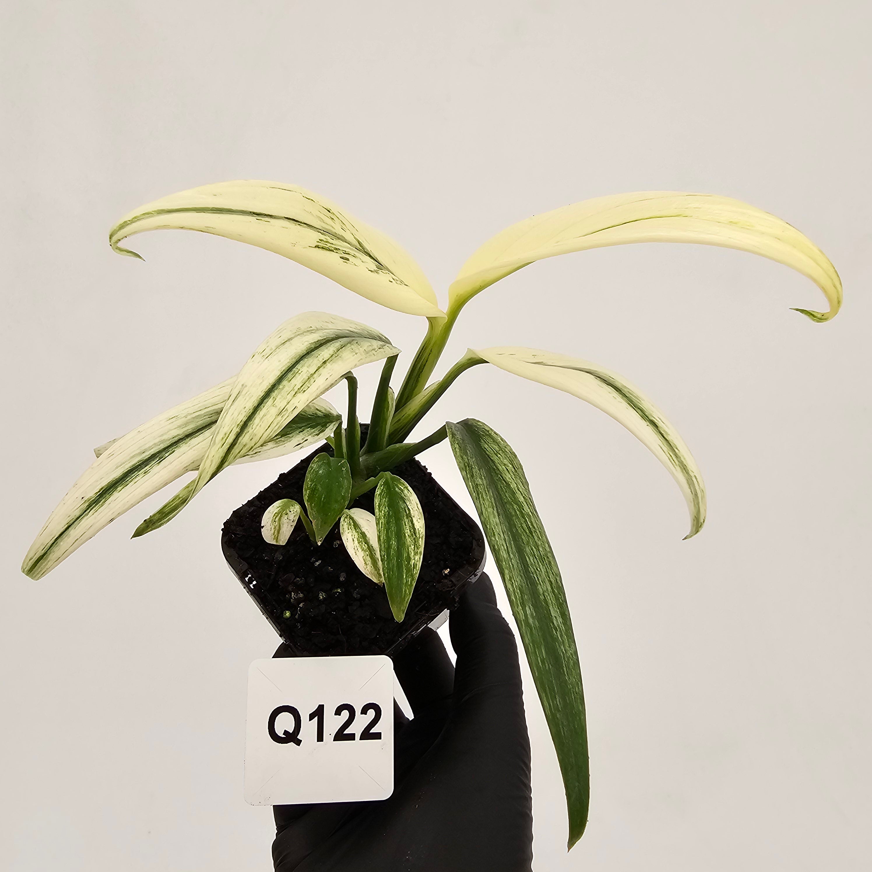 Epipremnum amplissimum variegata