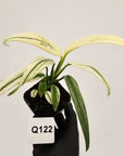 Epipremnum amplissimum variegata