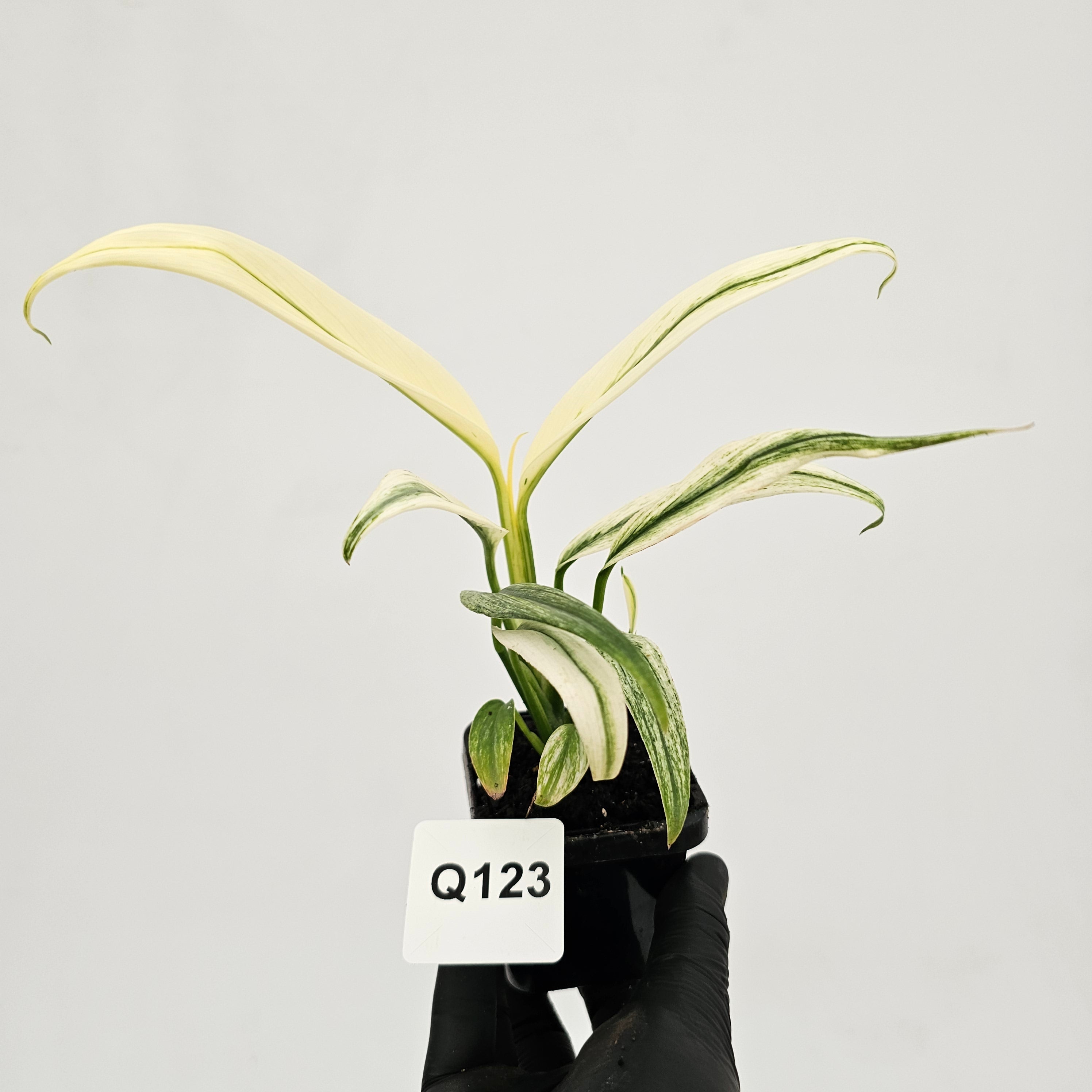Epipremnum amplissimum variegata