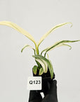 Epipremnum amplissimum variegata