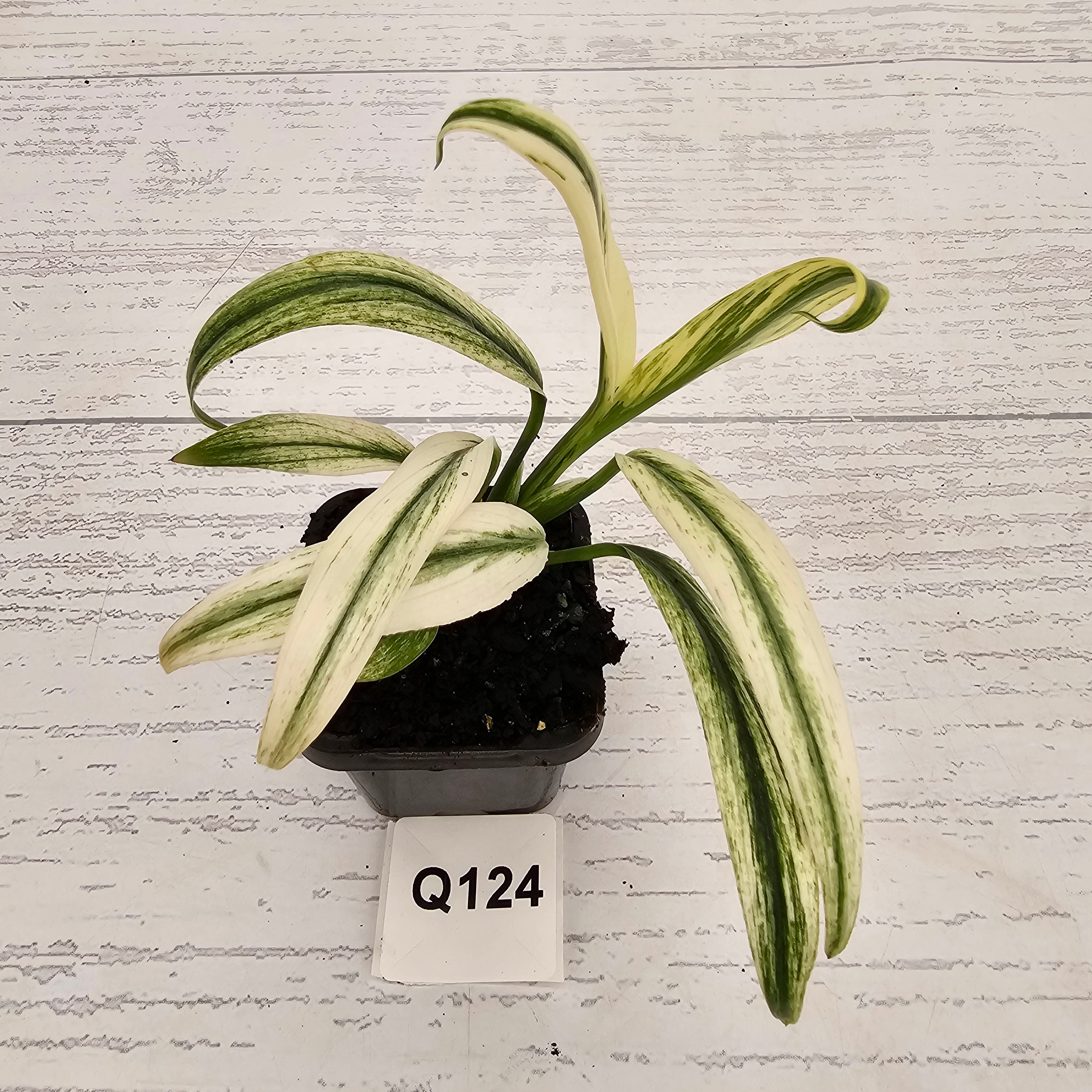 Epipremnum amplissimum variegata