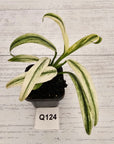 Epipremnum amplissimum variegata