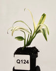 Epipremnum amplissimum variegata
