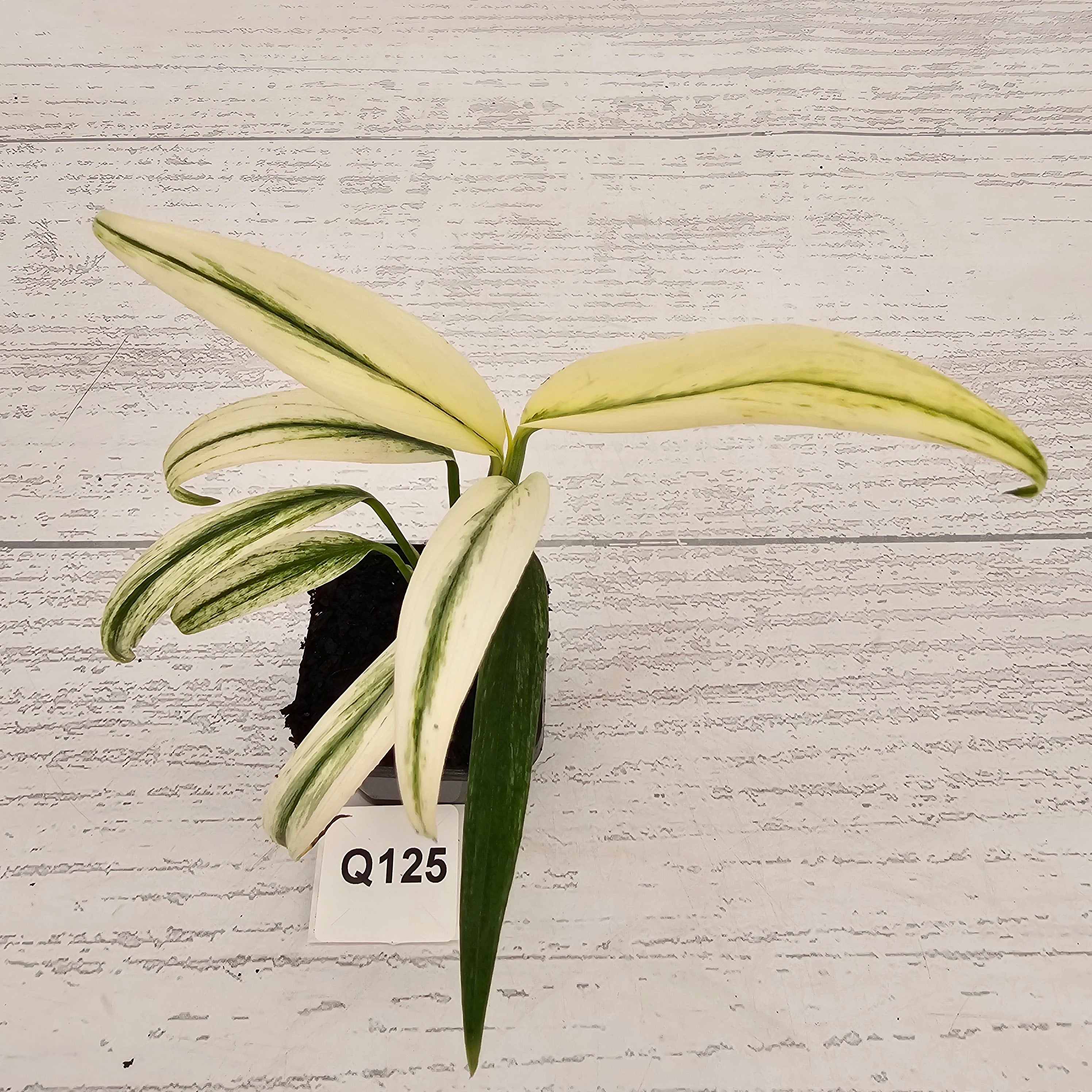 Epipremnum amplissimum variegata