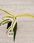 Epipremnum amplissimum variegata
