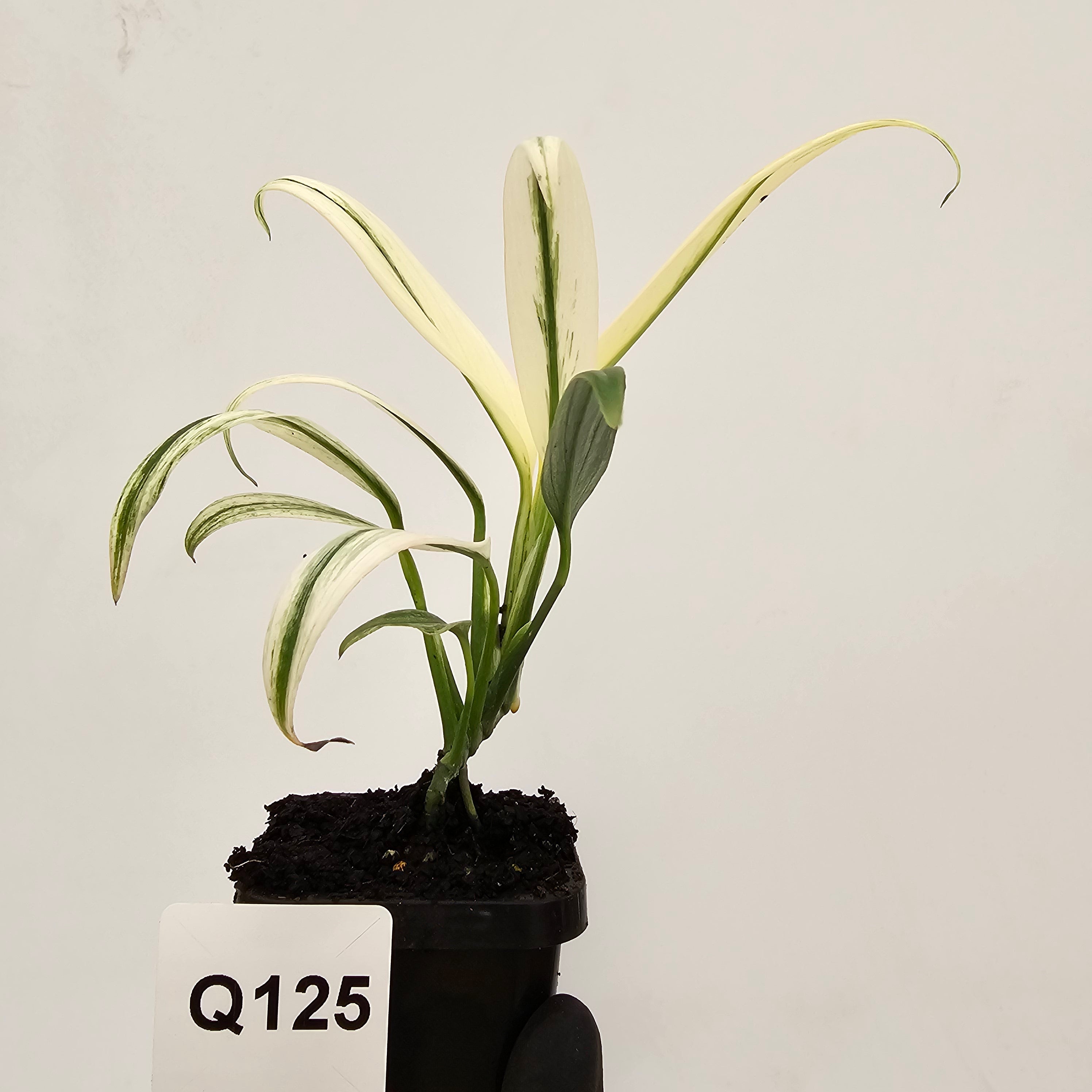 Epipremnum amplissimum variegata
