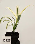 Epipremnum amplissimum variegata