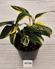 Monstera standleyana 'Cobra'