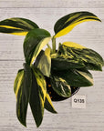 Monstera standleyana 'Cobra'