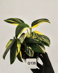 Monstera standleyana 'Cobra'