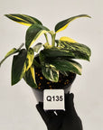 Monstera standleyana 'Cobra'