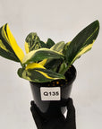 Monstera standleyana 'Cobra'