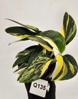 Monstera standleyana 'Cobra'