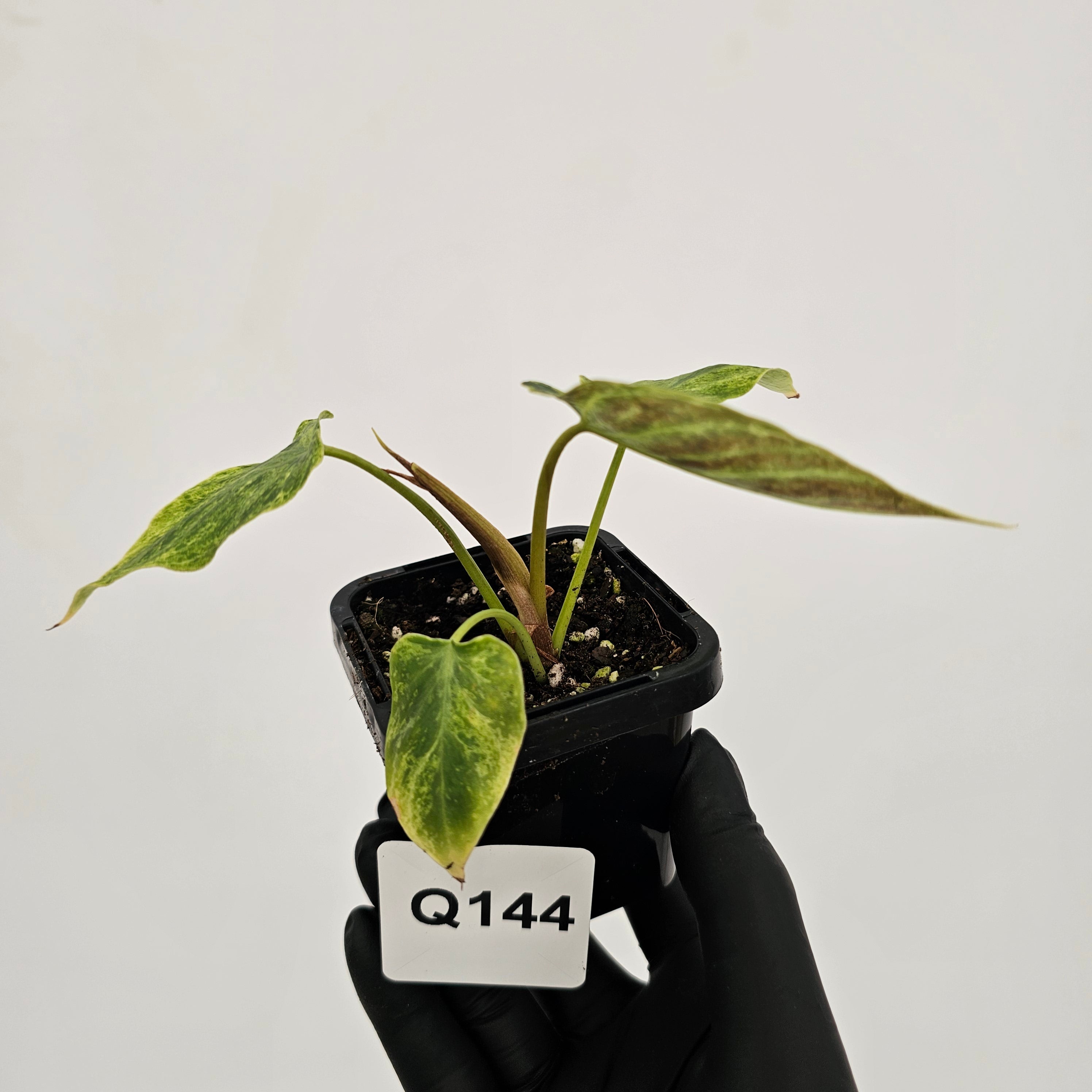 Philodendron verrucosum Variegata