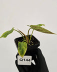 Philodendron verrucosum Variegata