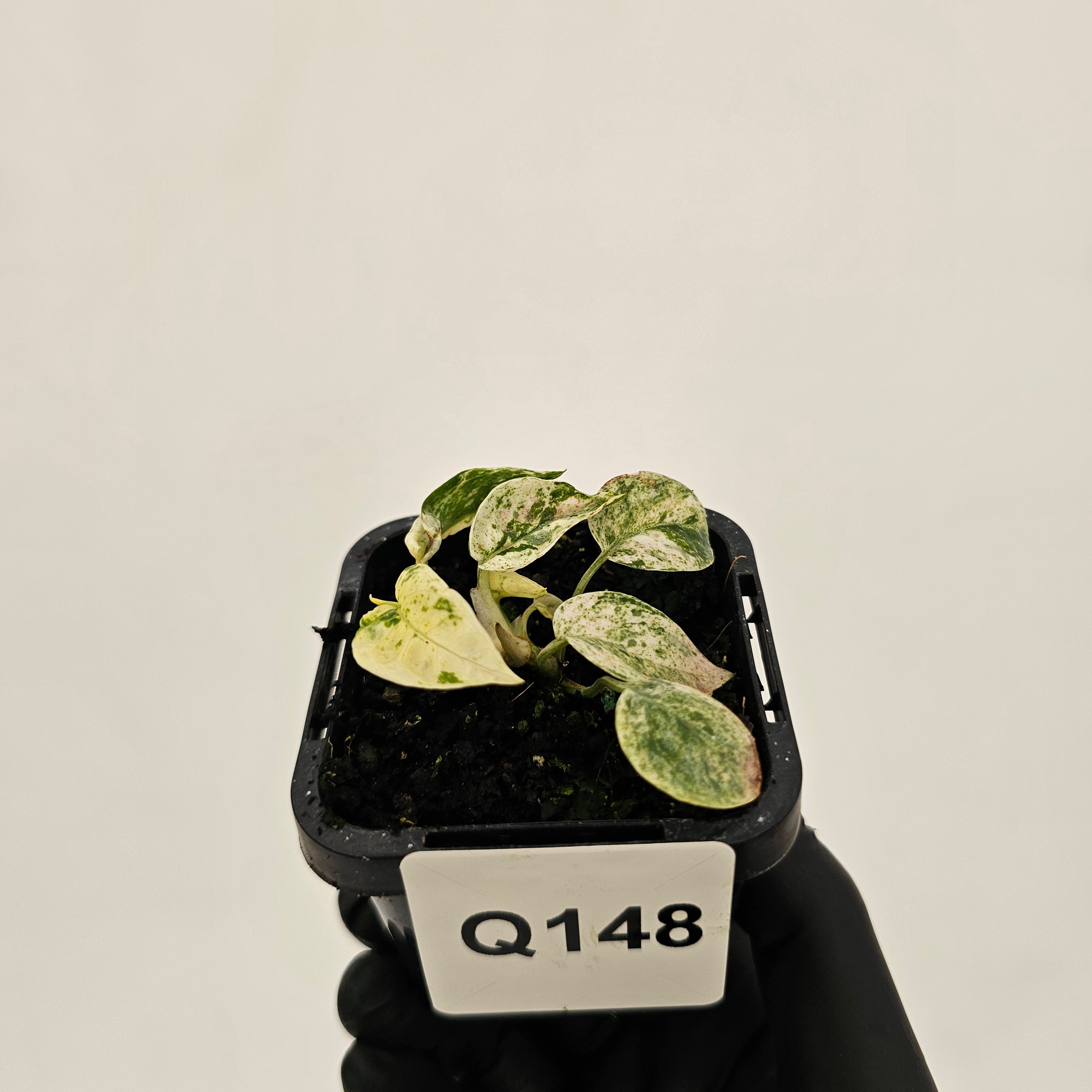 Epipremnum Bali Hanoman Var