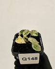 Epipremnum Bali Hanoman Var