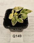 Epipremnum Bali Hanoman Var