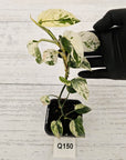 Epipremnum Bali Hanoman Var