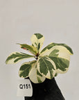 Ficus lyrata Variegata - Bare Bottom Baby