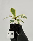 Ficus lyrata Variegata - Bare Bottom Baby