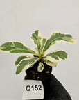 Ficus lyrata Variegata - Bare Bottom Baby