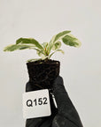 Ficus lyrata Variegata - Bare Bottom Baby