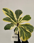 Ficus lyrata Variegata - Bare Bottom Baby