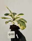 Ficus lyrata Variegata - Bare Bottom Baby