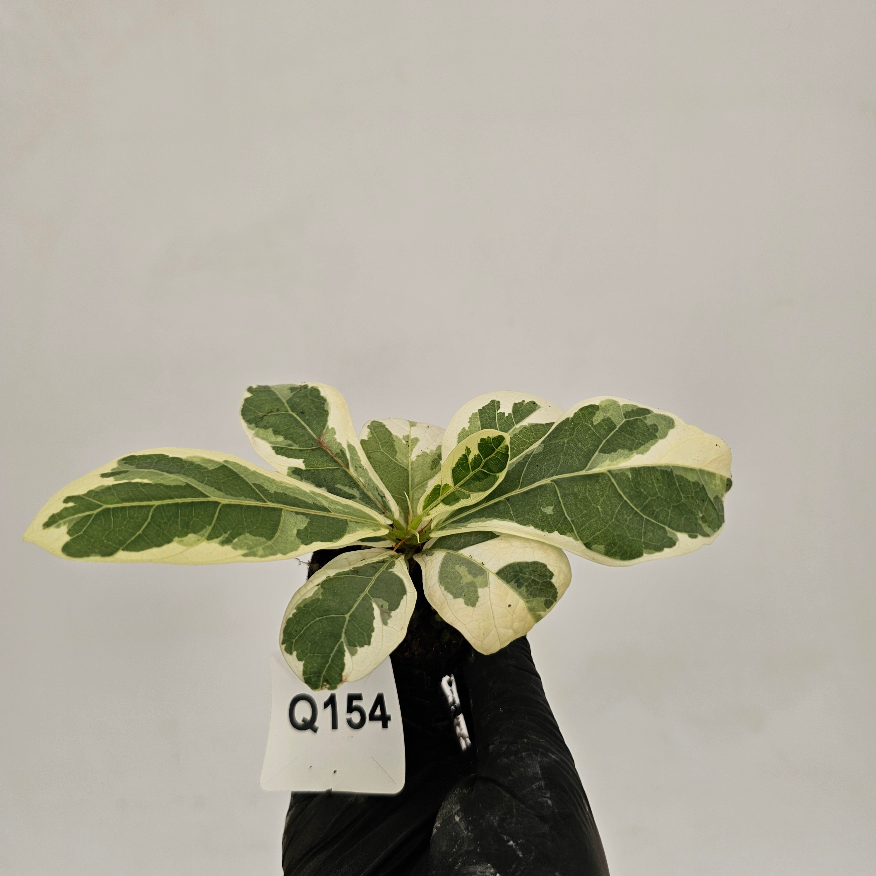 Ficus lyrata Variegata - Bare Bottom Baby