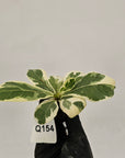 Ficus lyrata Variegata - Bare Bottom Baby