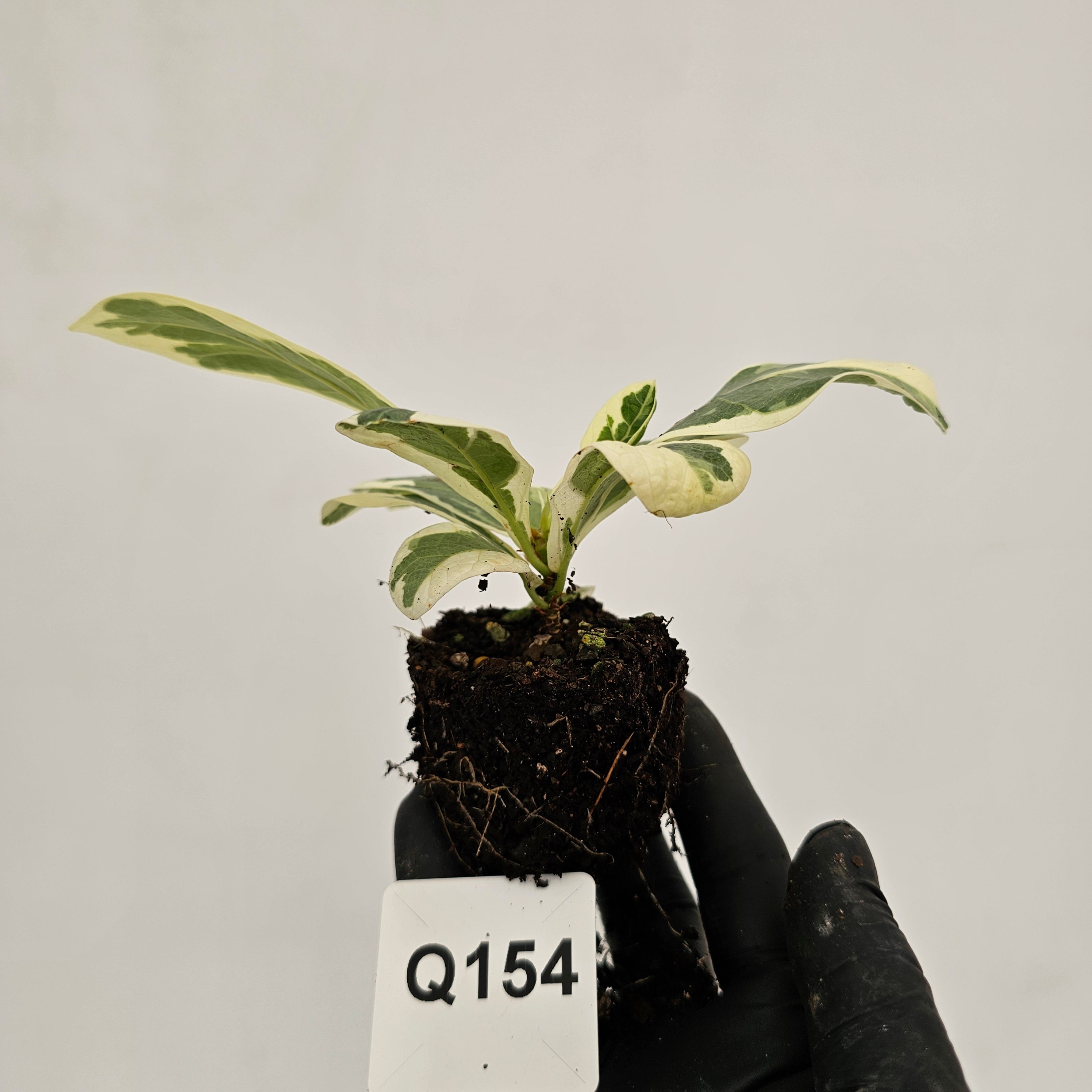 Ficus lyrata Variegata - Bare Bottom Baby