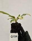 Ficus lyrata Variegata - Bare Bottom Baby