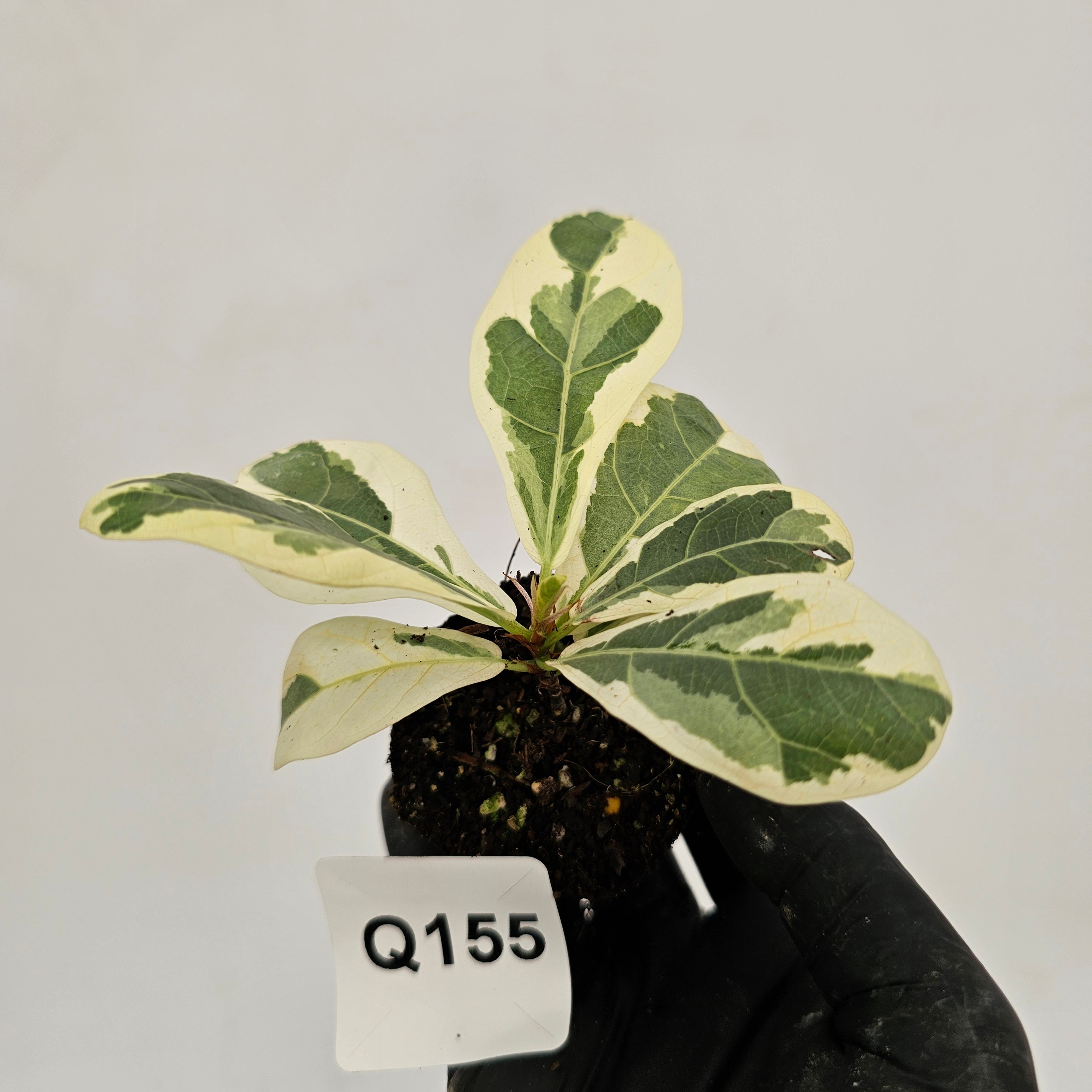 Ficus lyrata Variegata - Bare Bottom Baby
