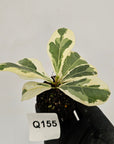 Ficus lyrata Variegata - Bare Bottom Baby