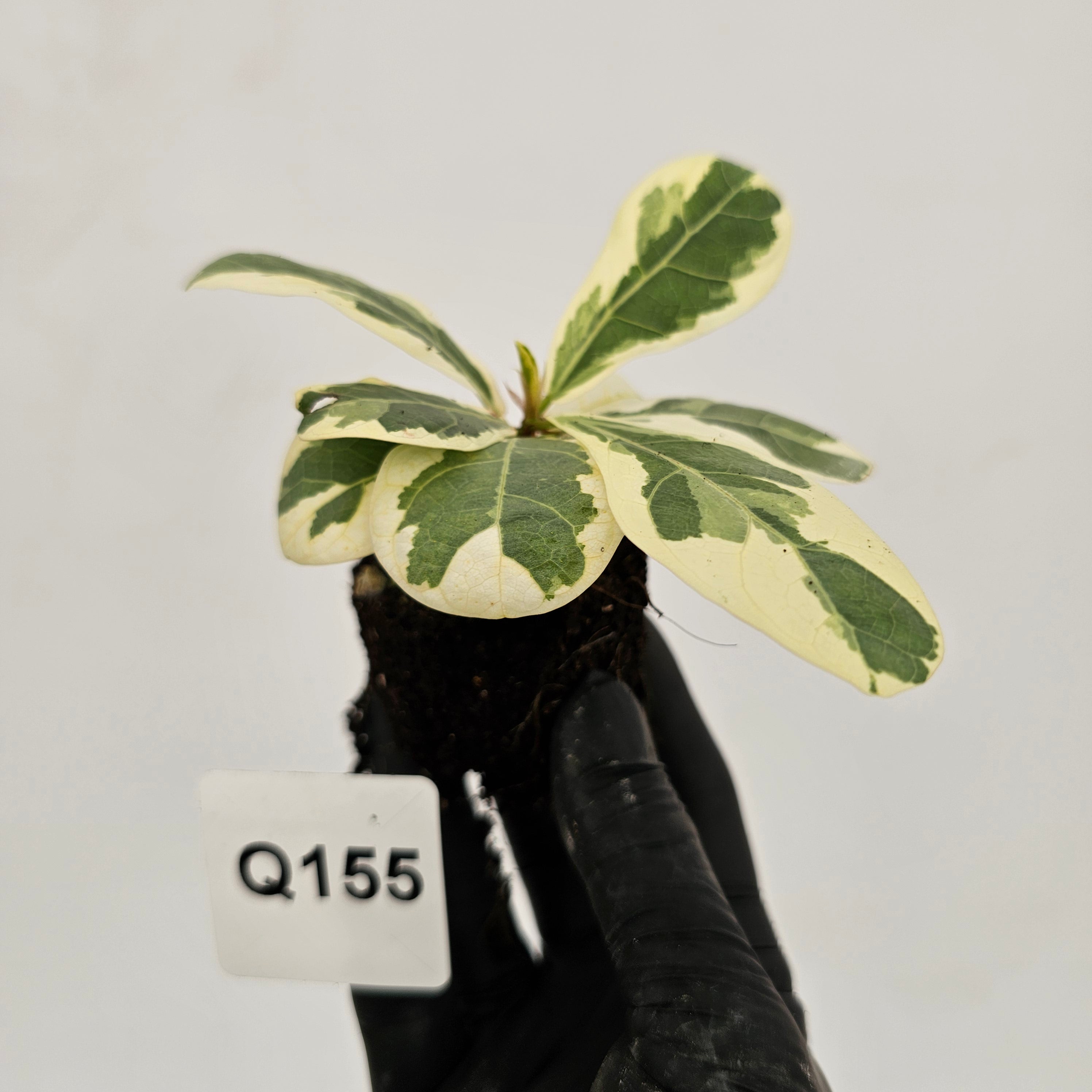 Ficus lyrata Variegata - Bare Bottom Baby