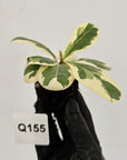 Ficus lyrata Variegata - Bare Bottom Baby
