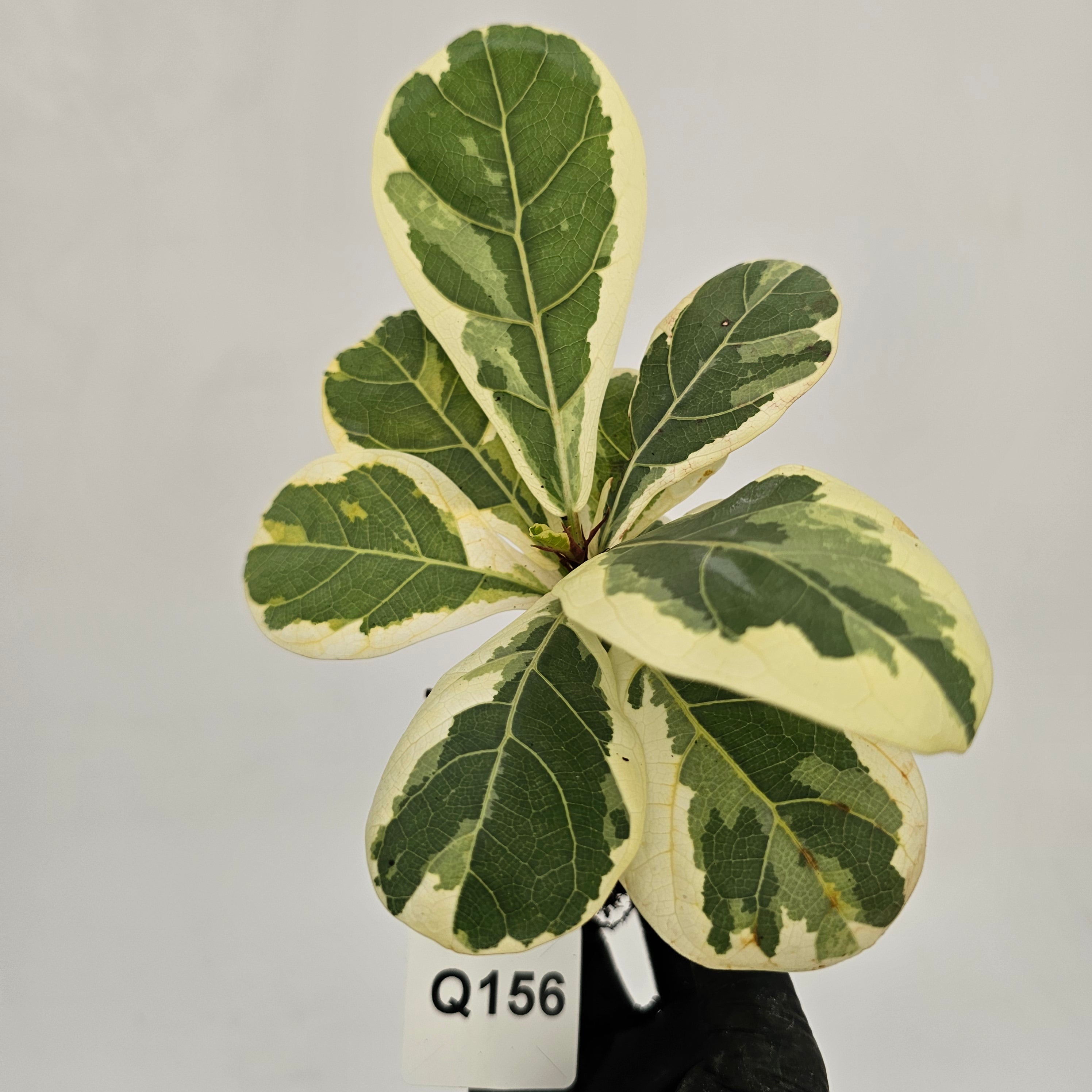 Ficus lyrata Variegata - Bare Bottom Baby