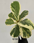 Ficus lyrata Variegata - Bare Bottom Baby