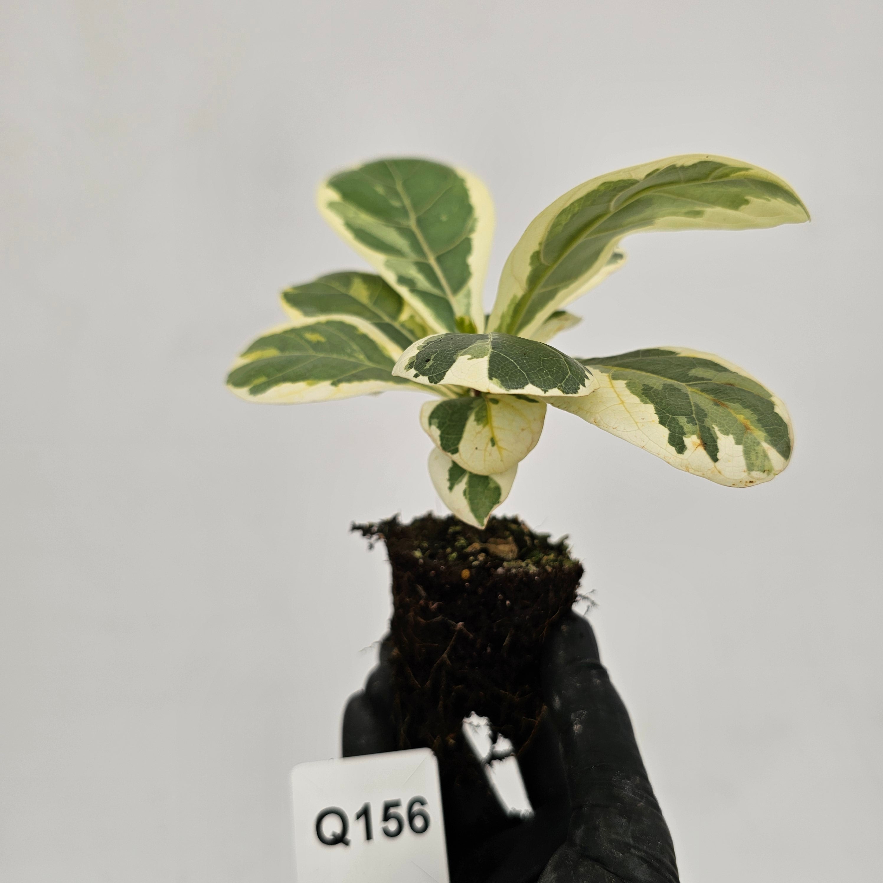 Ficus lyrata Variegata - Bare Bottom Baby