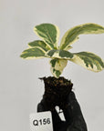 Ficus lyrata Variegata - Bare Bottom Baby