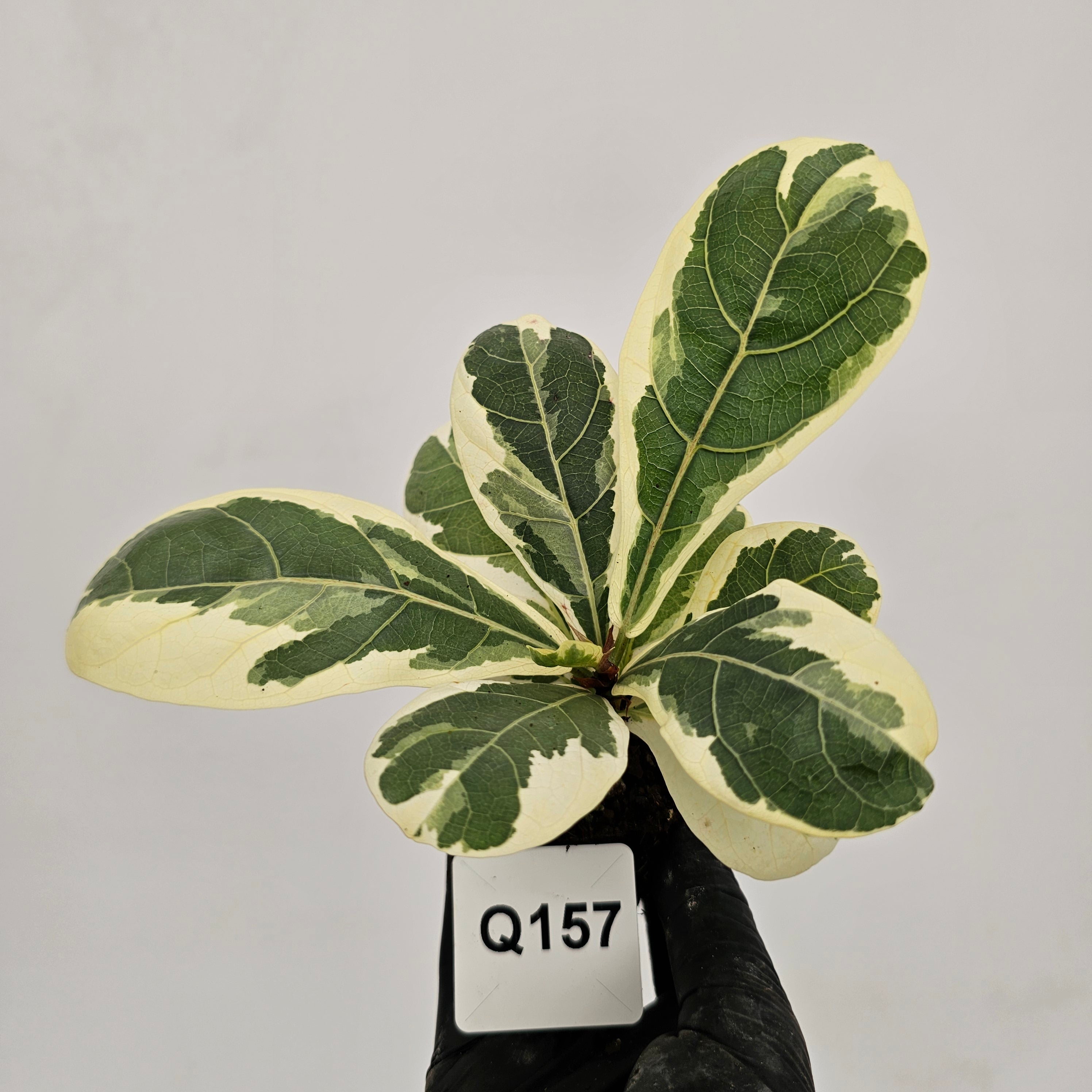 Ficus lyrata Variegata - Bare Bottom Baby