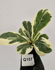 Ficus lyrata Variegata - Bare Bottom Baby