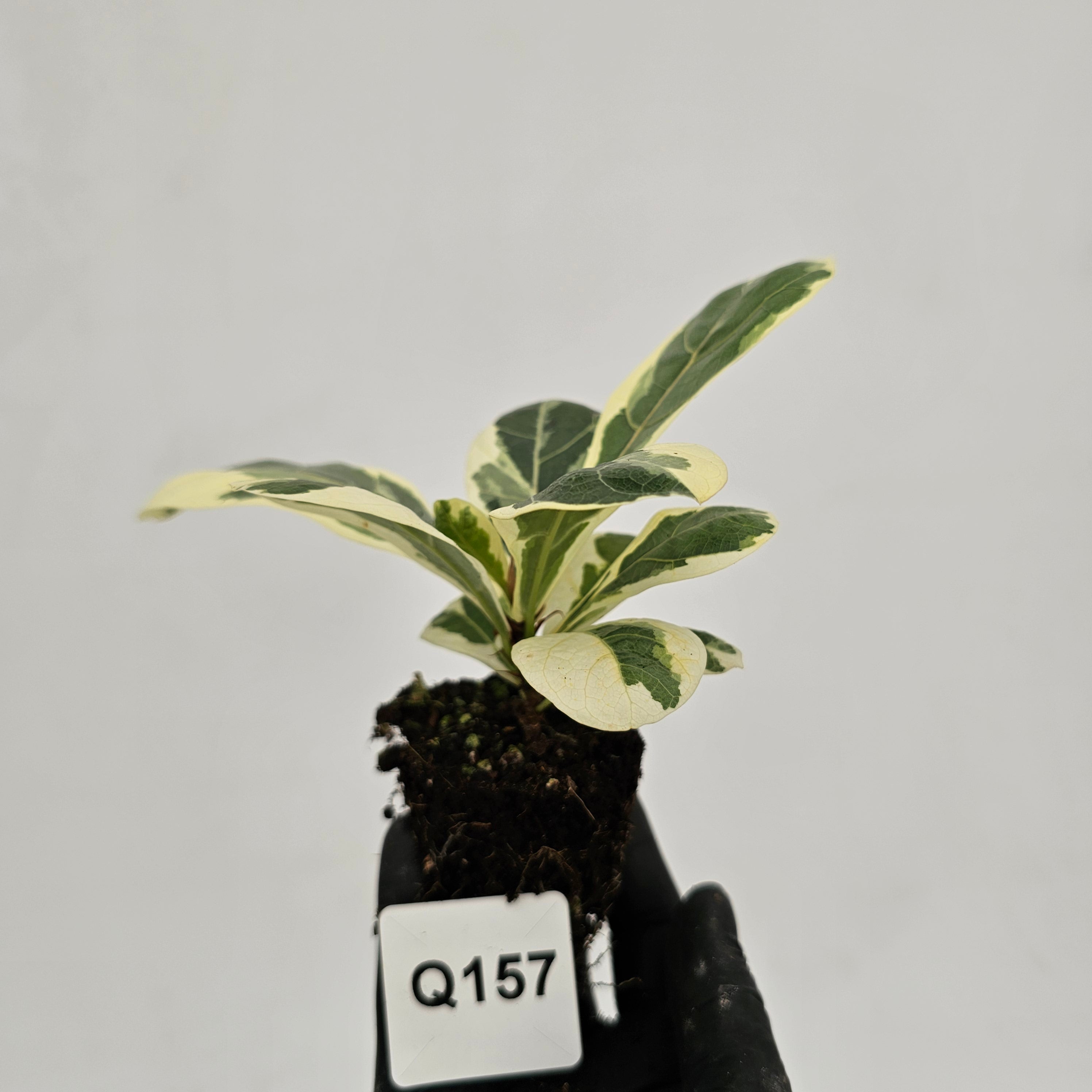 Ficus lyrata Variegata - Bare Bottom Baby