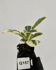 Ficus lyrata Variegata - Bare Bottom Baby