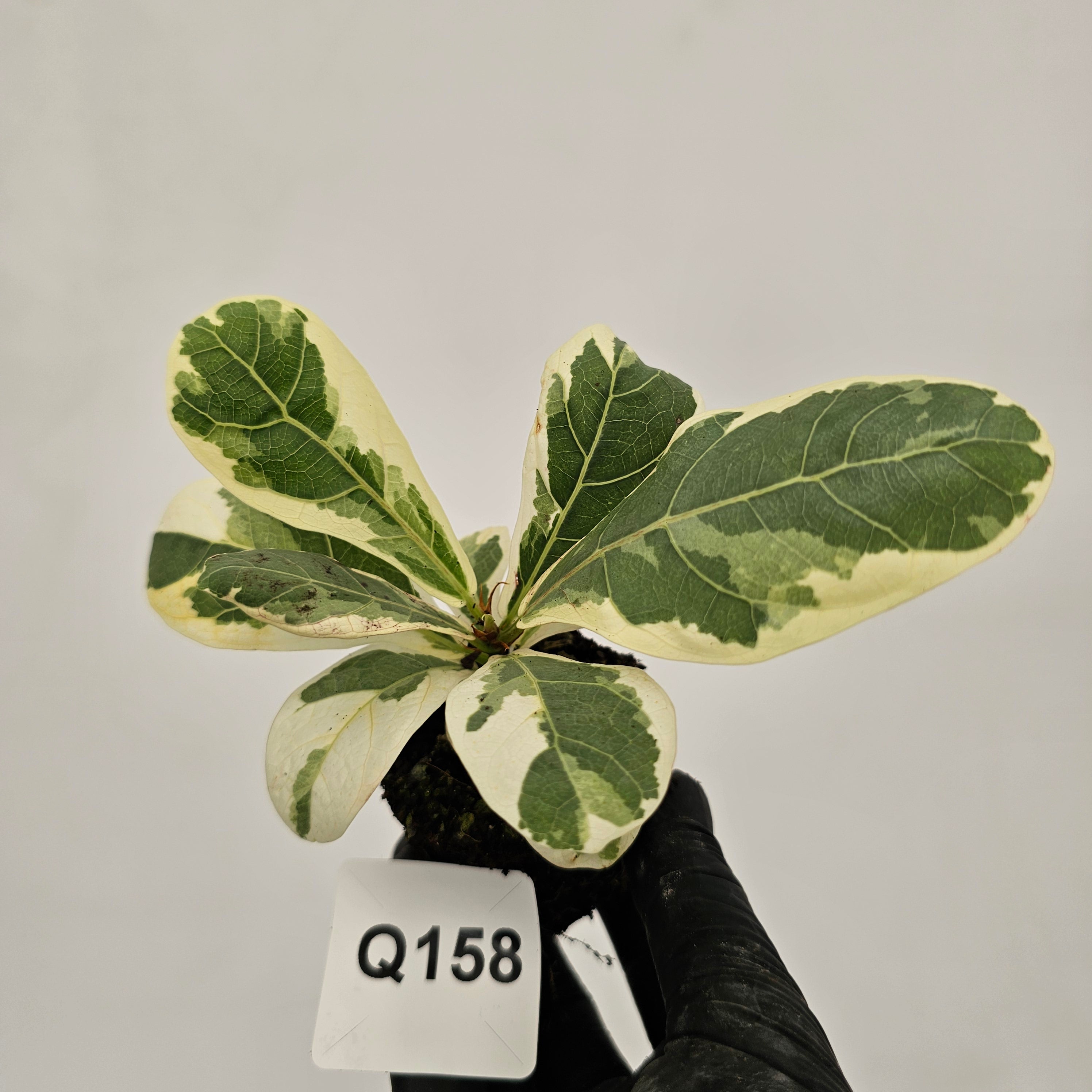 Ficus lyrata Variegata - Bare Bottom Baby