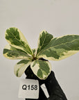 Ficus lyrata Variegata - Bare Bottom Baby