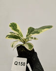 Ficus lyrata Variegata - Bare Bottom Baby