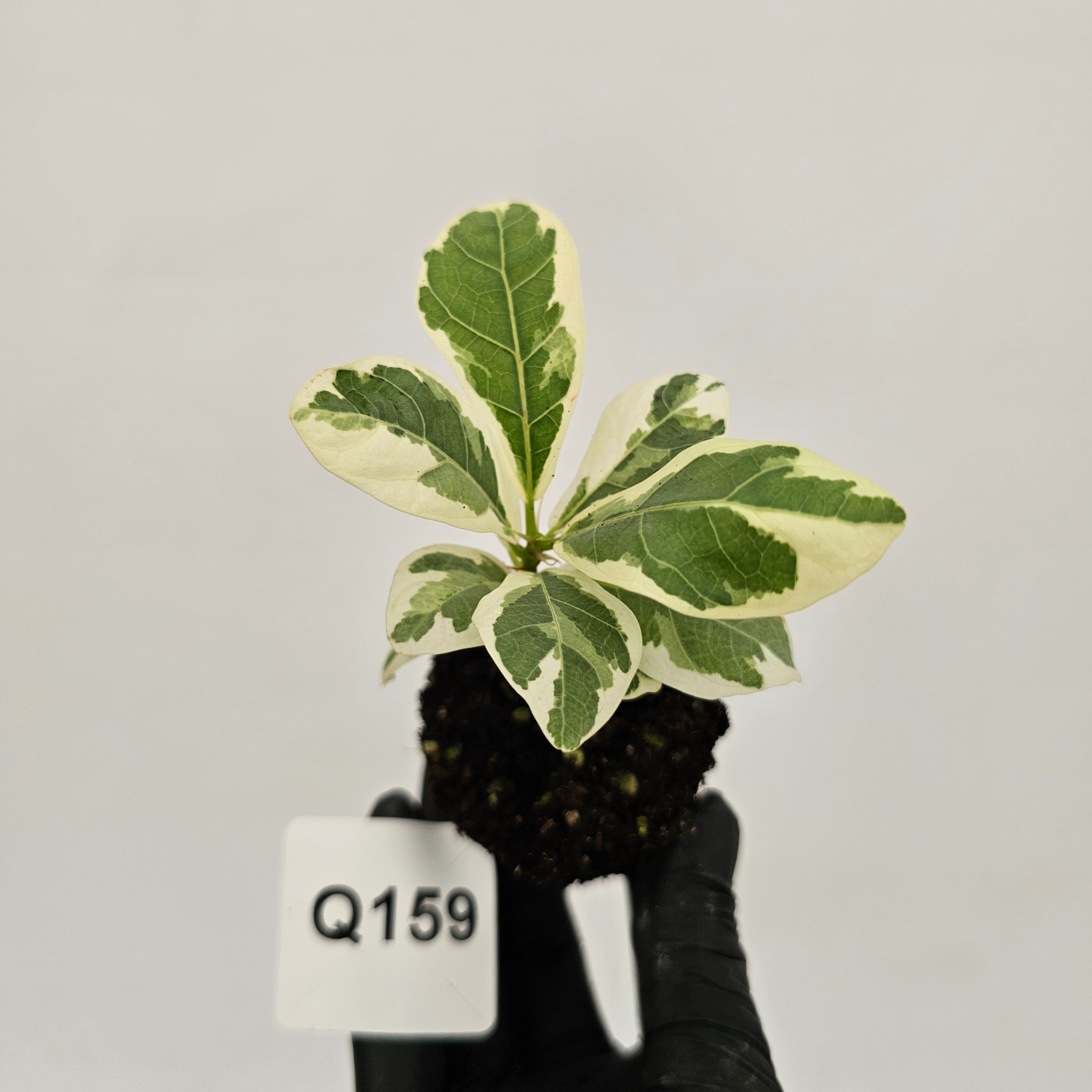 Ficus lyrata Variegata - Bare Bottom Baby